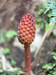Helosis cayennensis, photograph (c) Bea Leiderman, some rights reserved (CC BY)