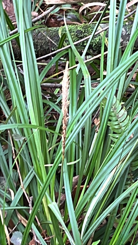 Carex phleoides observed 2026-07-25