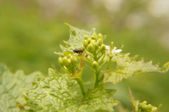 Aglaostigma aucupariae