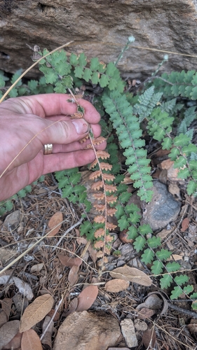 wavy scale cloakfern