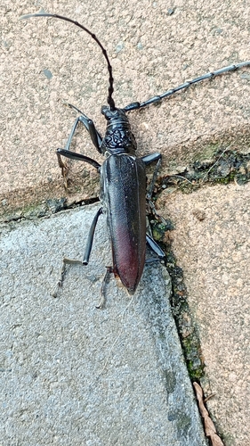 Great capricorn beetle