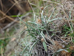 Celmisia major major