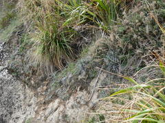 Celmisia major major