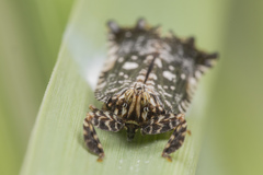 Elasmoscelis perforata