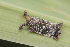 Elasmoscelis perforata