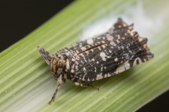 Elasmoscelis perforata