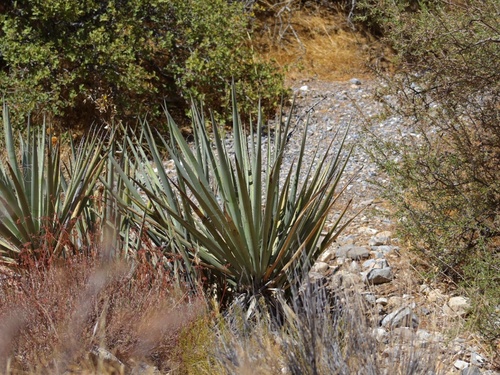 Banana Yucca