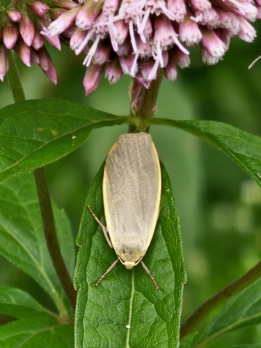 Dingy Footman