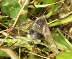 Hemaris tityus