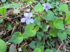 Viola grypoceras