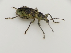 Phyllobius pomaceus