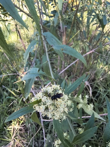 Spiny-legged Stingless bee
