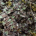 Oxymitra incrassata - Photo (c) guidobrusa, algunos derechos reservados (CC BY-NC)