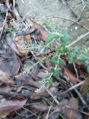 Leucopogon amplexicaulis