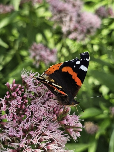 Red Admiral