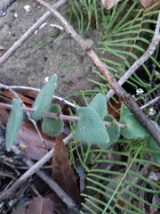 Leucopogon amplexicaulis