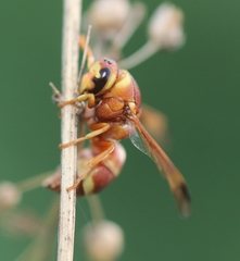 Knemodynerus coriaceus