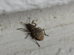Curculionidae