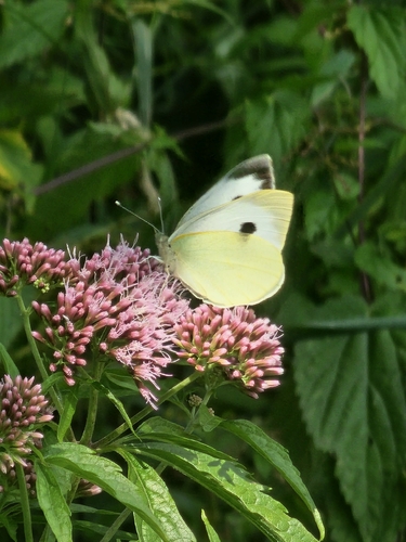 Large White