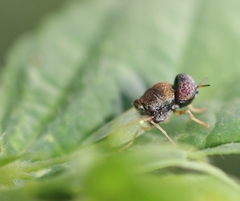Oplodontha rubrithorax