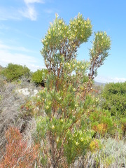 Alatosperma