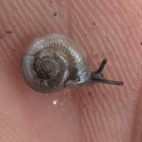 Glyphyalinia indentata, 2026-07-21