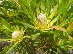 Alatosperma