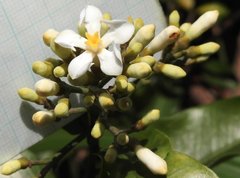 Melodinus suaveolens