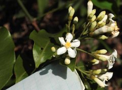 Melodinus suaveolens