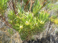 Alatosperma