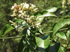 Melodinus suaveolens