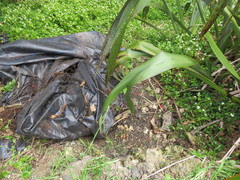 Haloragis erecta erecta