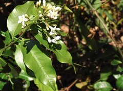 Melodinus suaveolens