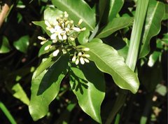 Melodinus suaveolens