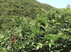 Melodinus suaveolens