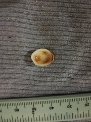 Pilosabia trigona
