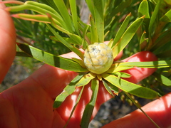 Alatosperma