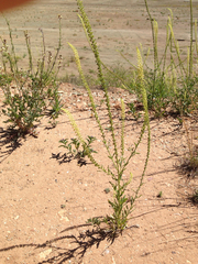 Reseda luteola