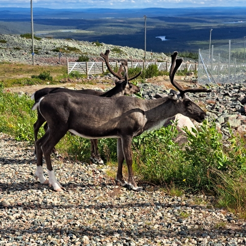 Domestic Reindeer