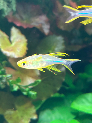 Celebes rainbowfish (Marosatherina ladigesi) — Telmatherinidae — 5