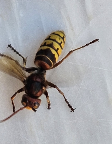 European Hornet