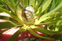 Alatosperma
