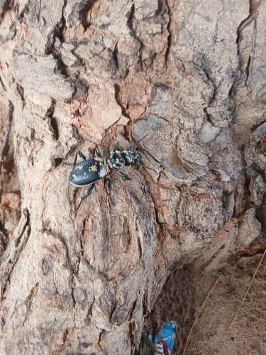 Anthia venator