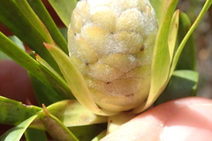 Alatosperma