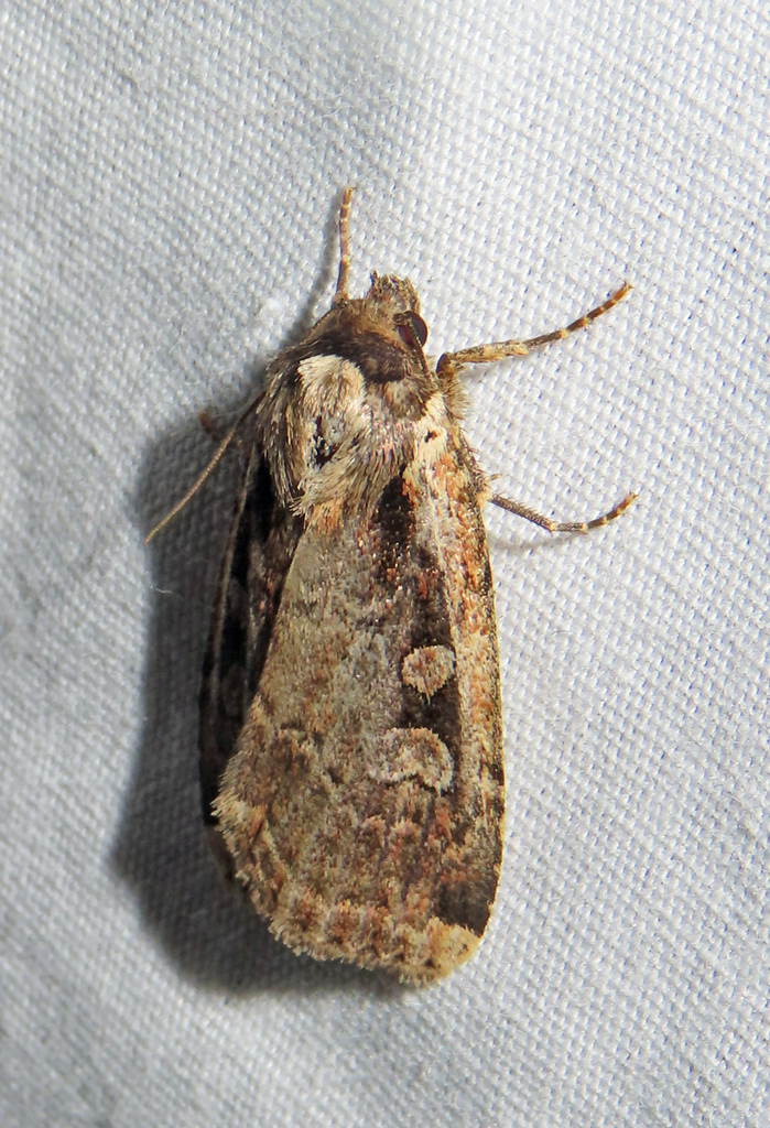 Sigmoid Dart