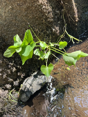 Viola cucullata