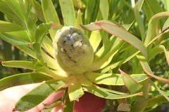 Alatosperma
