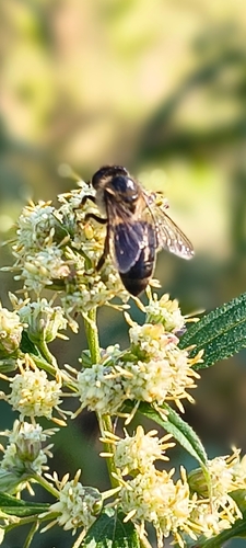 Western Honey Bee