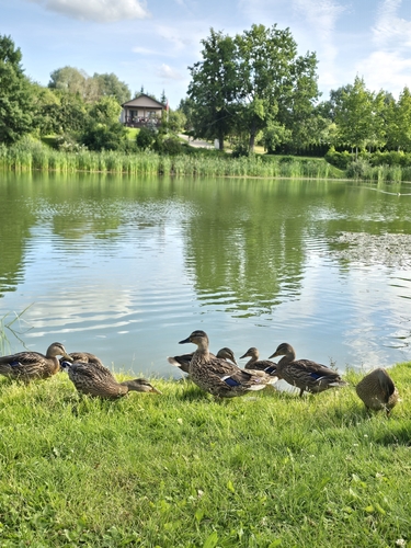 Mallard