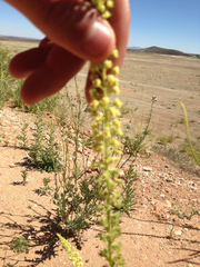 Reseda luteola